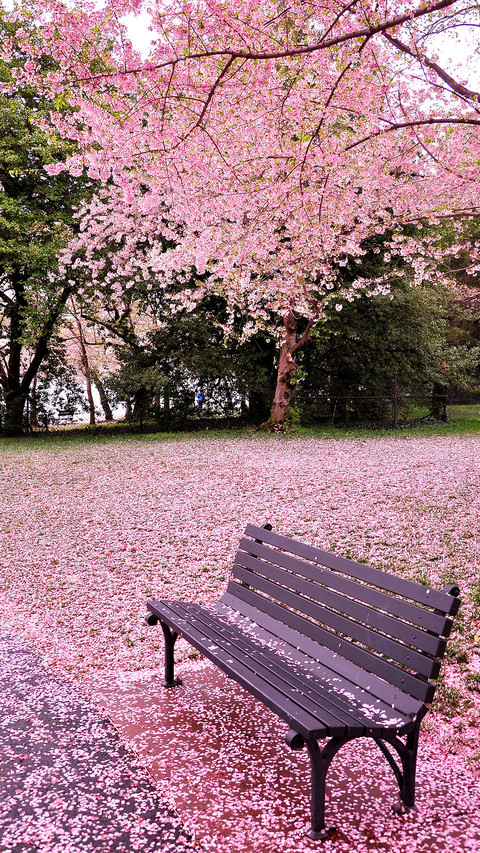 Cherry blossoms in splendor screenshot