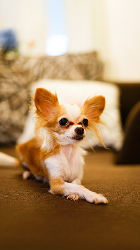Chihuahua sitting cross-legged on the sofa screenshot