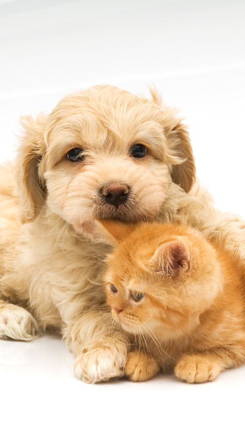 The puppy is hugging the kitten screenshot