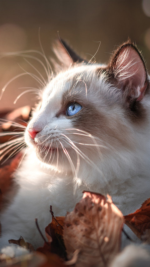 The ragdoll cat in the fallen leaves screenshot