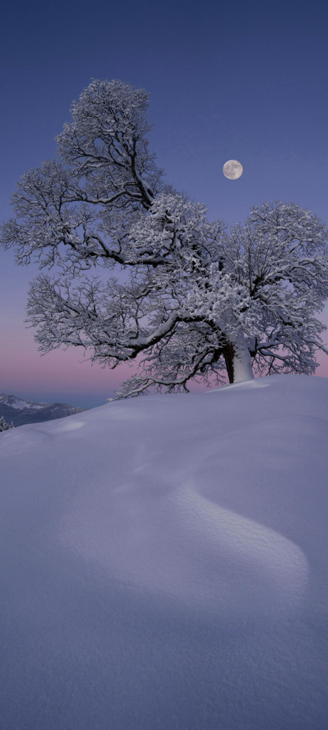 灵动 春雪 screenshot