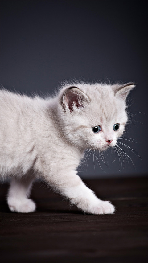 Cute pet-01 screenshot