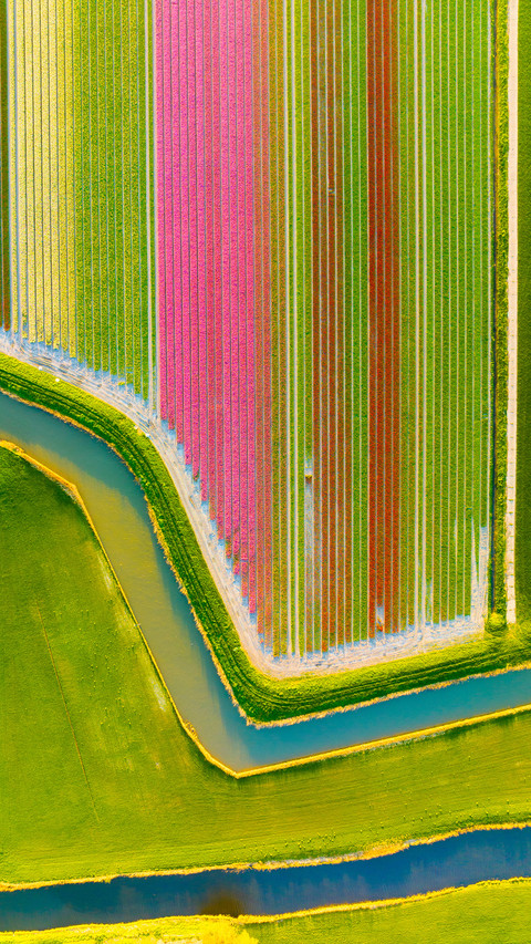 Aerial view of tulip fields in Denmark screenshot