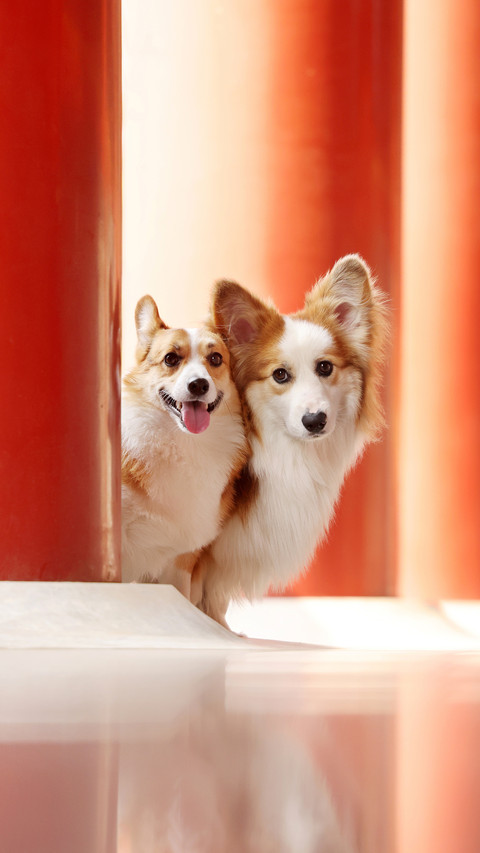 Signals of abnormal emotions in dogs 7 screenshot