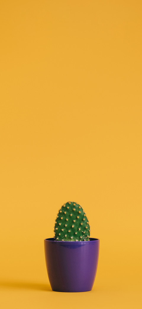 Colourful Cactus-PAIXIN screenshot