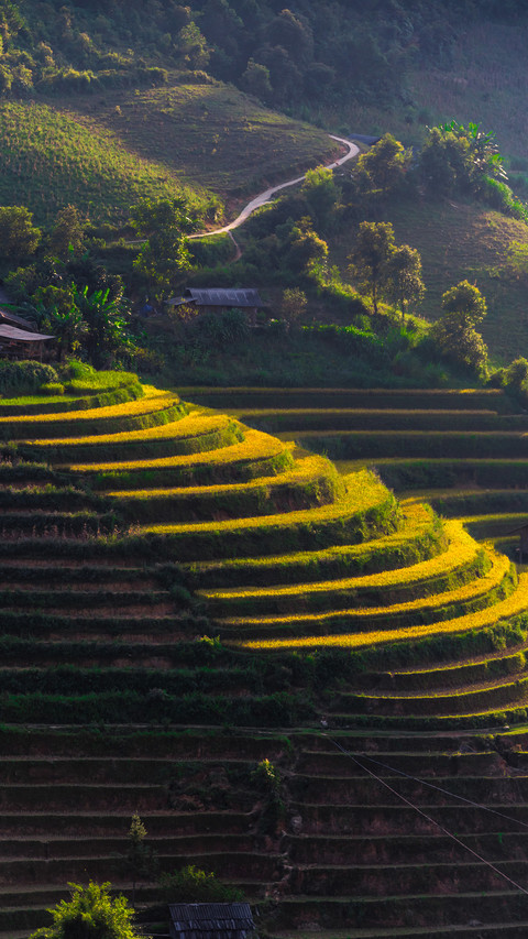 Green Terraced Fields screenshot