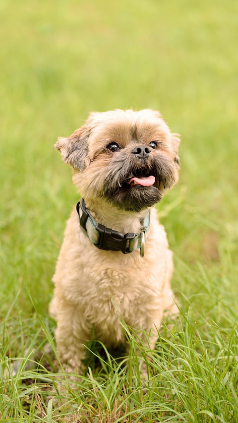 Dog80 screenshot