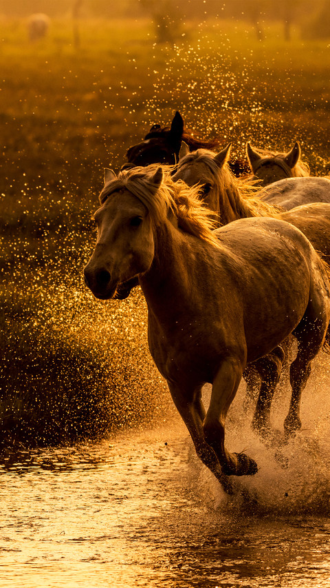 A herd of horses running in the water screenshot