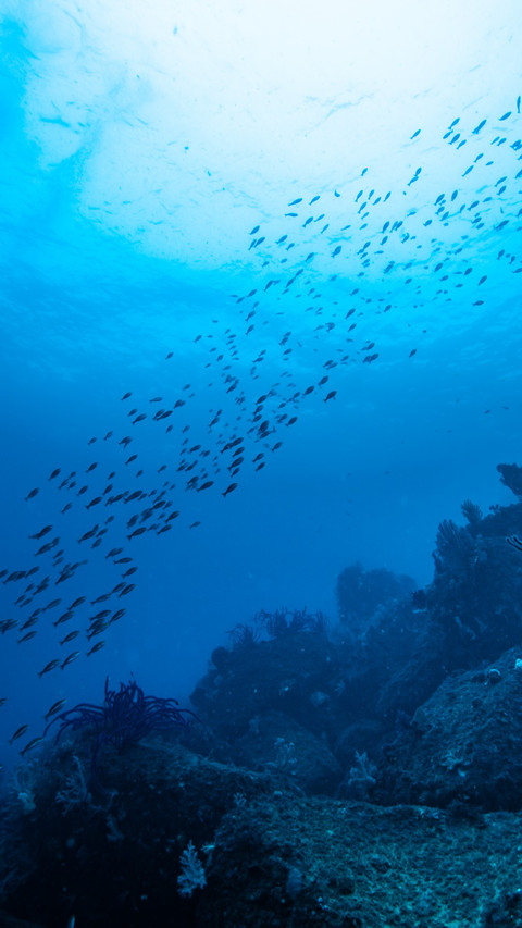 Fish schools on migratory coral reefs screenshot