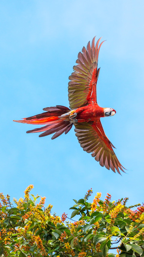 Scarlet macaw screenshot
