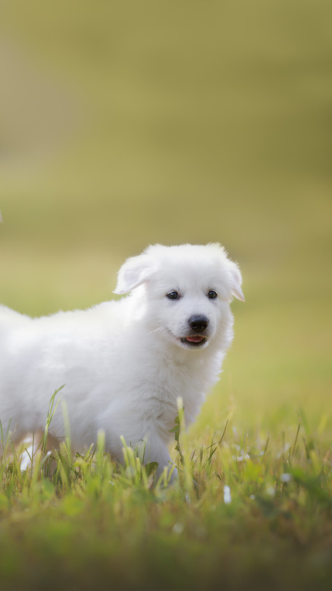 Playful White Puppy on the Meadow screenshot
