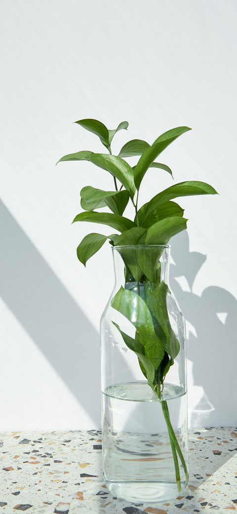 green plants-PAIXIN screenshot
