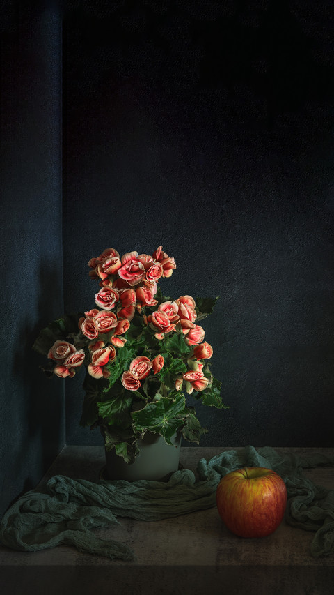 A bush of blooming begonia in a flower pot and a ripe apple screenshot