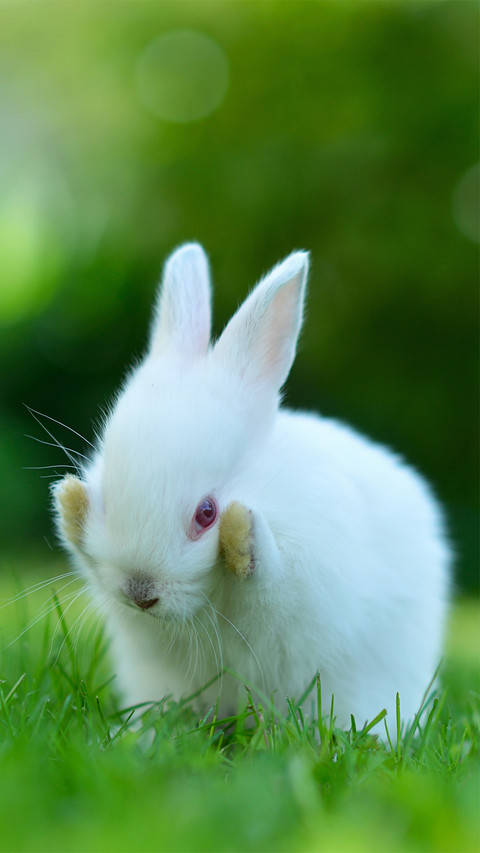 Green Rabbit-01 screenshot