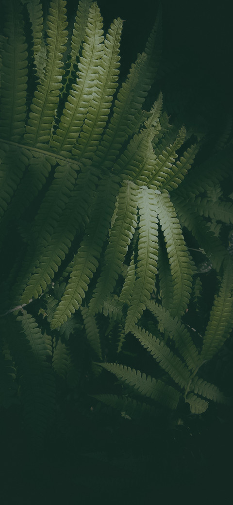 绿色植物 screenshot