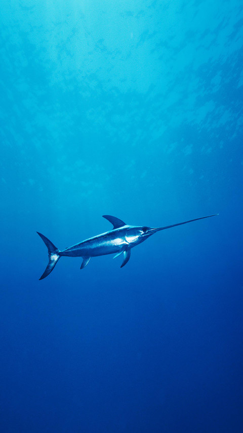 Swordfish 68 screenshot