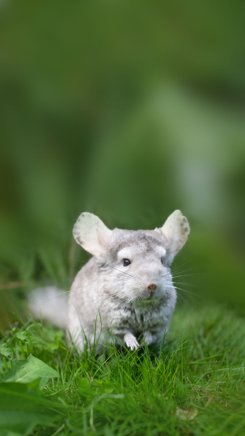 Bedge Chinchilla Posing on Grass screenshot