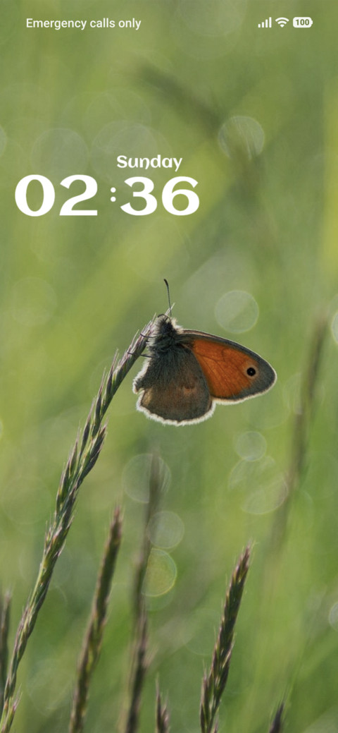 Butterfly screenshot