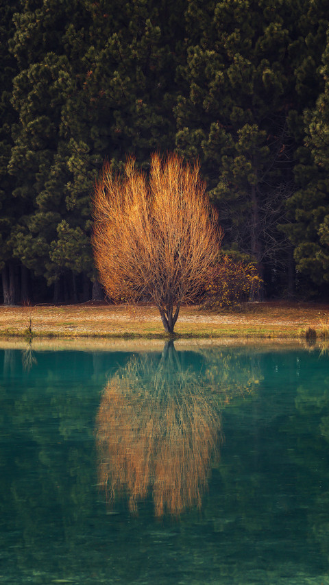 Withered tree screenshot