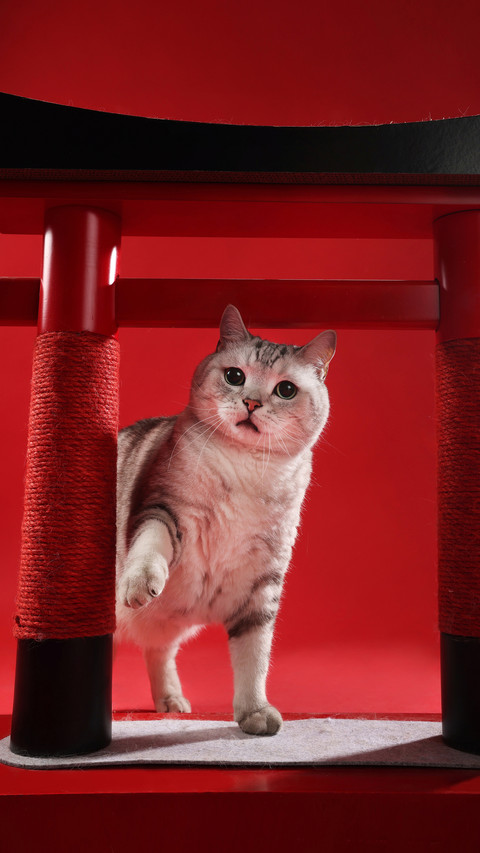Do short haired cats need to eat hair cream screenshot