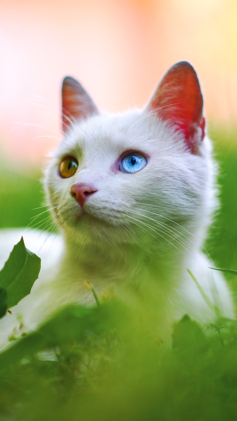 The cat looked away screenshot