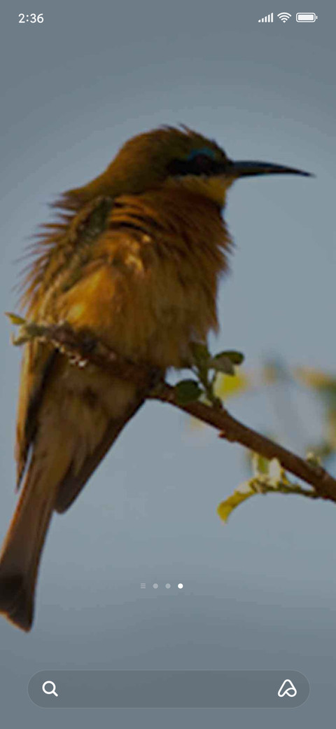 bee-eater screenshot