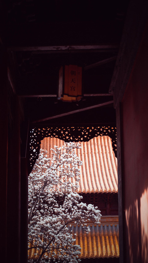 金陵花开好时节 screenshot