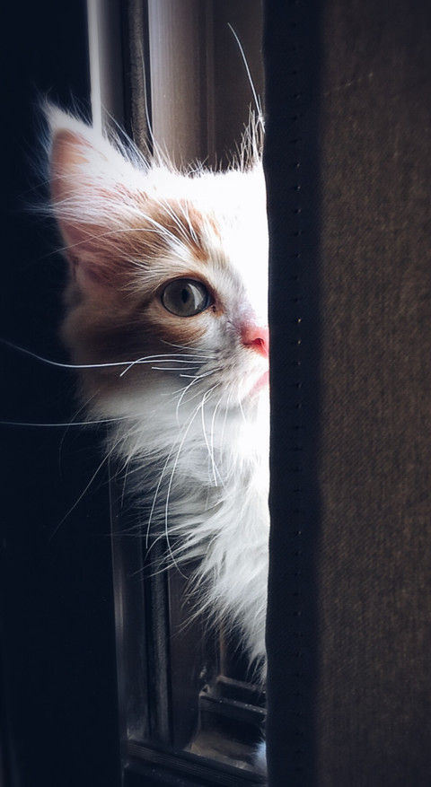 Cute Animals (16) screenshot