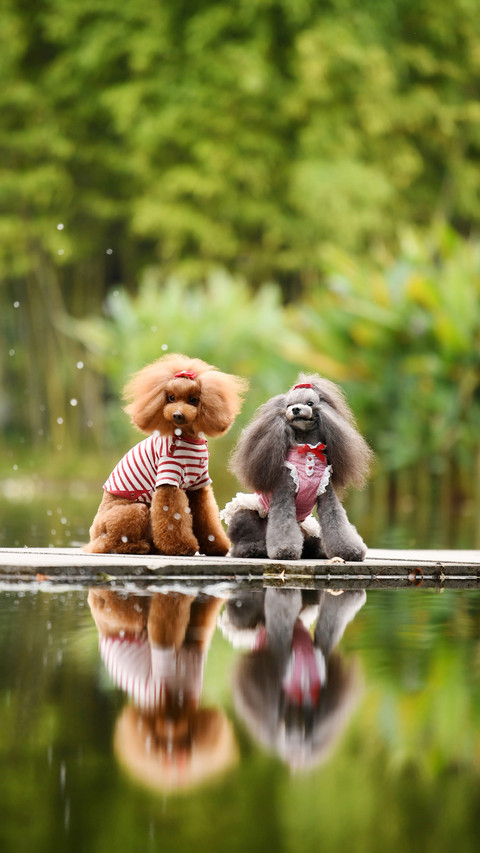 Warm heart behavior of dogs 49 screenshot
