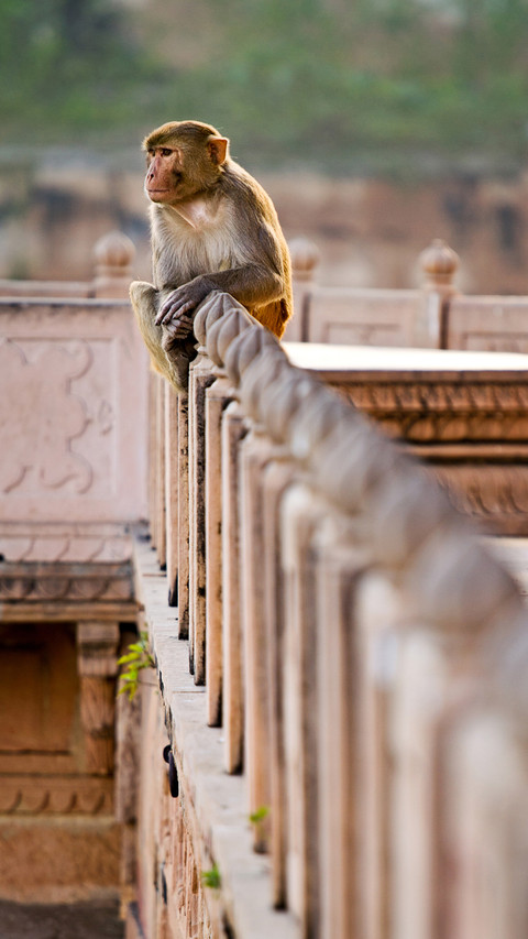 India-Monkey screenshot