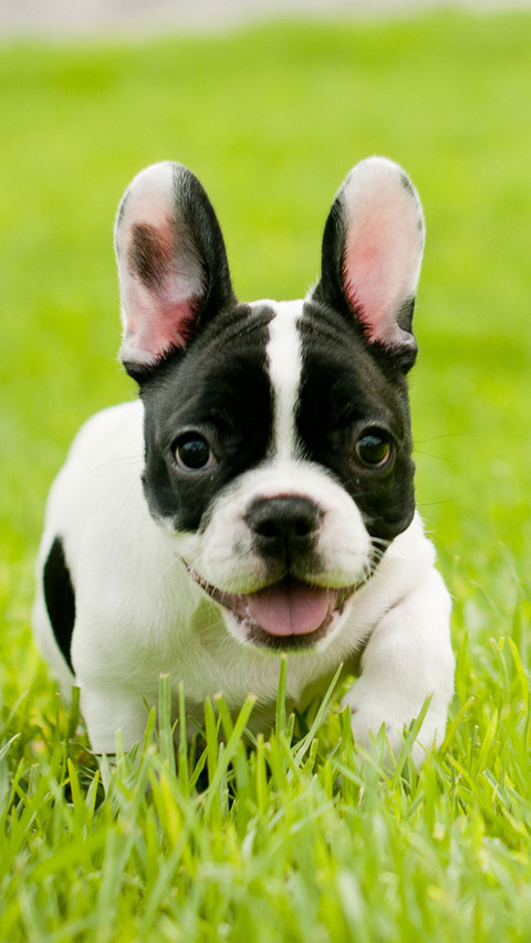 丑萌的斗牛犬 screenshot
