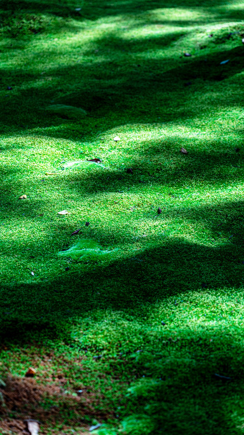 The natural scenery of the three thousand temples screenshot