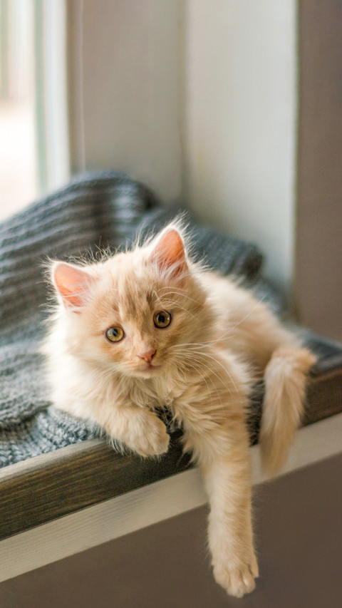 Cute kitten lies by the window screenshot
