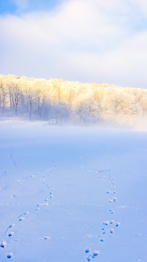 Animal tracks in the snow on a field to a forest screenshot