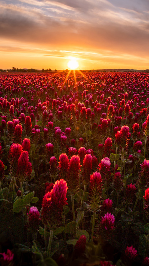 Magnificent flower fields screenshot