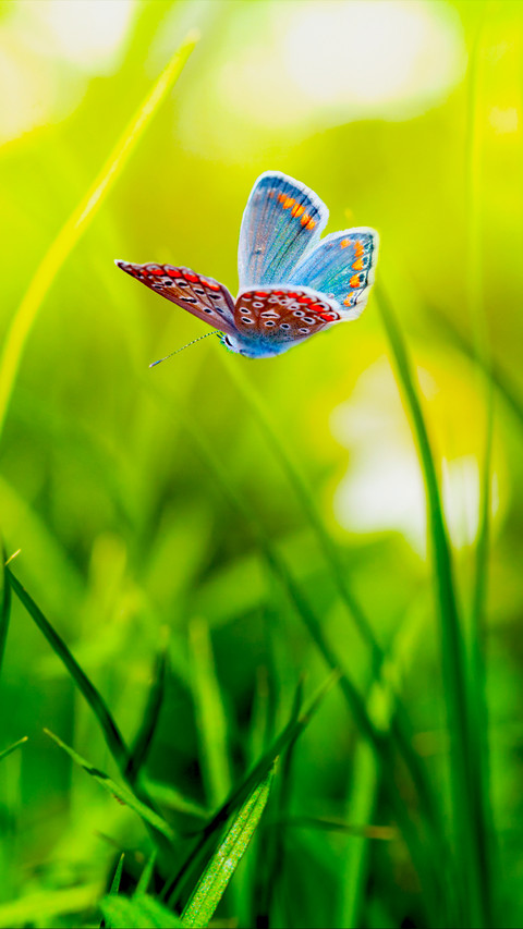 The Beauty of Nature screenshot
