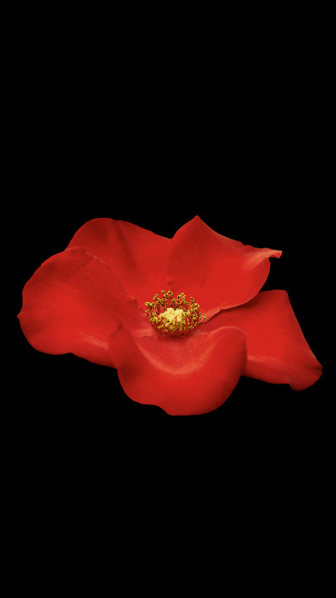 Red rose2 screenshot