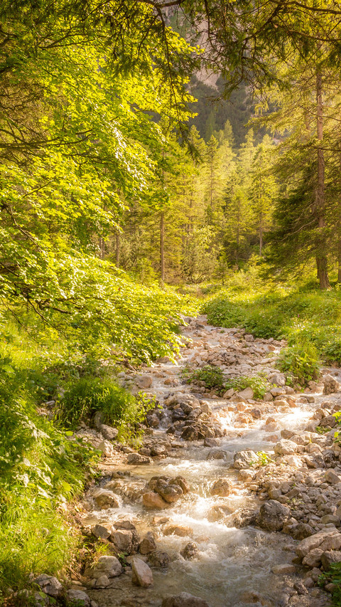 Trees growing in the forest screenshot