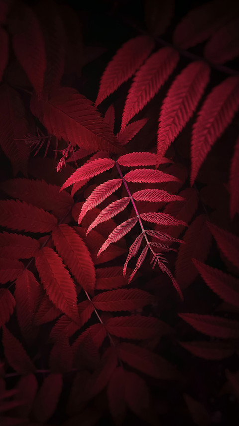 立秋 screenshot