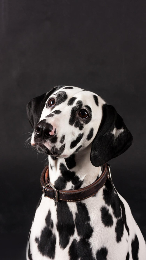 Dog232 screenshot