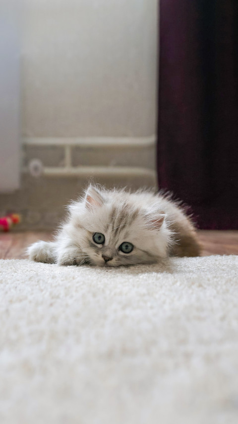 A small fluffy cute long-haired kitten with blue eyes screenshot