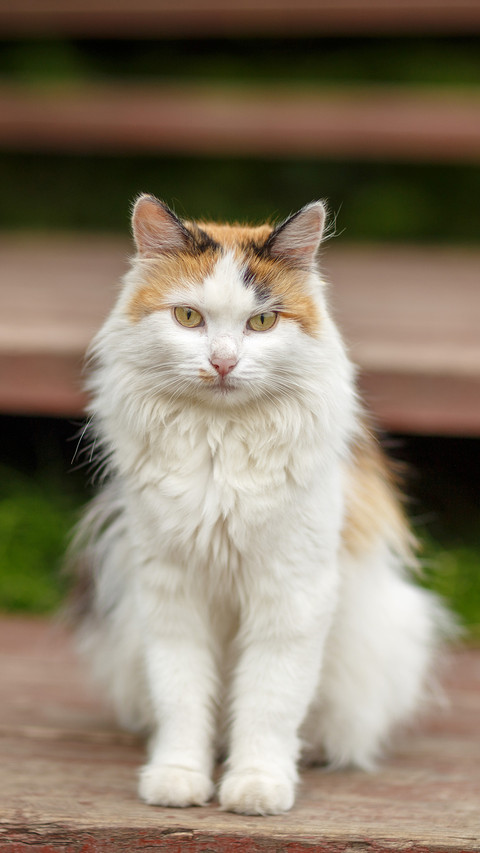 Cat screenshot