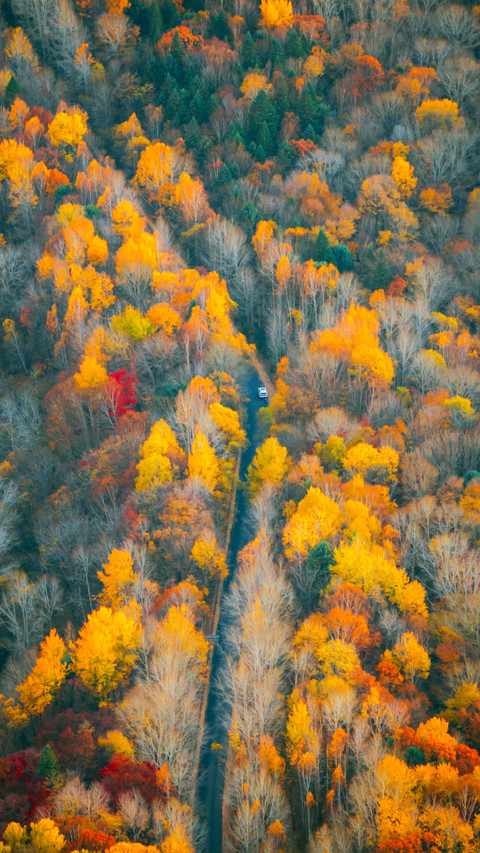 The autumn in northeast china is so good at mixing colors screenshot