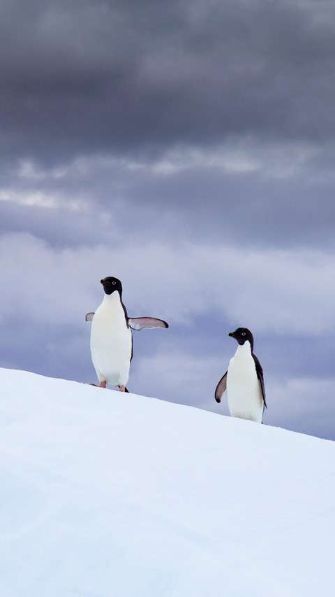 Adelie penguins, Antarctic Peninsula screenshot