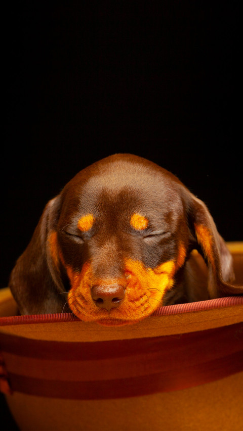 The dog sleeping in the hat screenshot