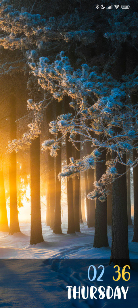 Silent Forest screenshot