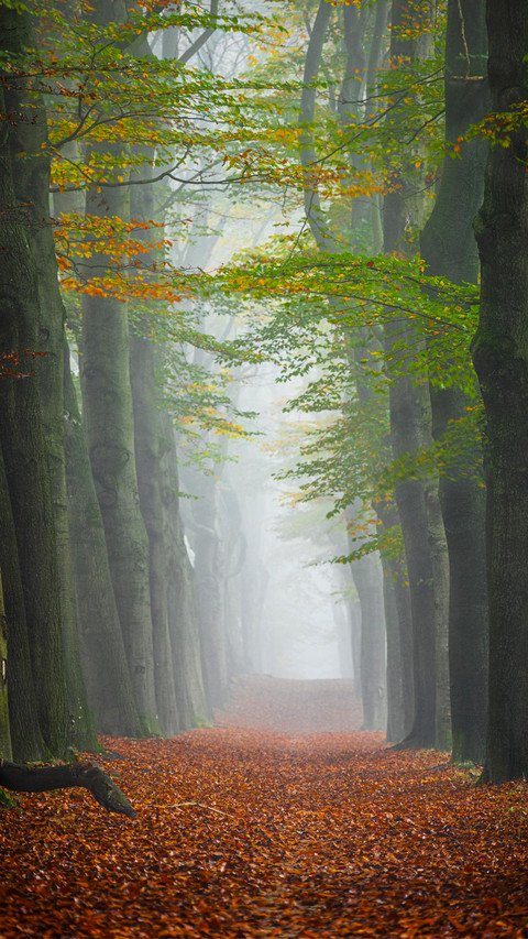Shrouded in a subtle mist that creates a mystical and serene screenshot