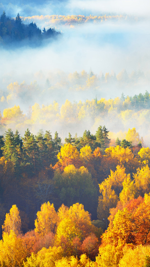 The Hills of Colorful Red, Orange and Yellow Trees screenshot