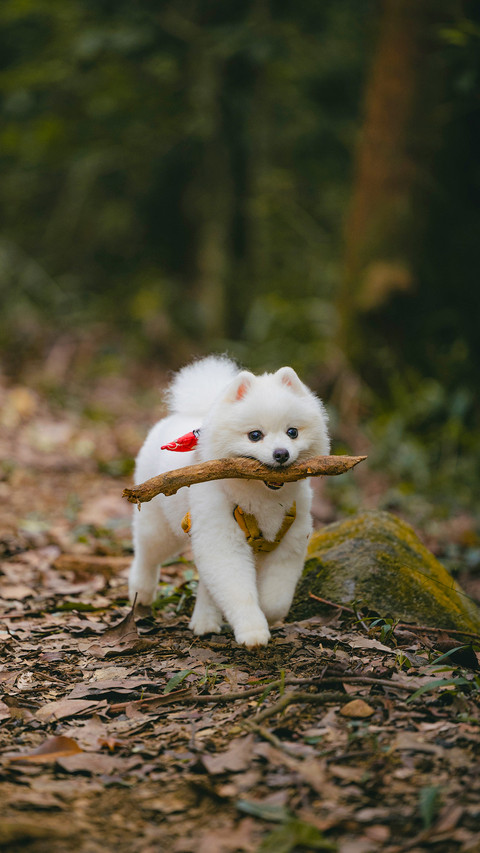 An adorable fluffy white pomeranian puppy dog returning screenshot