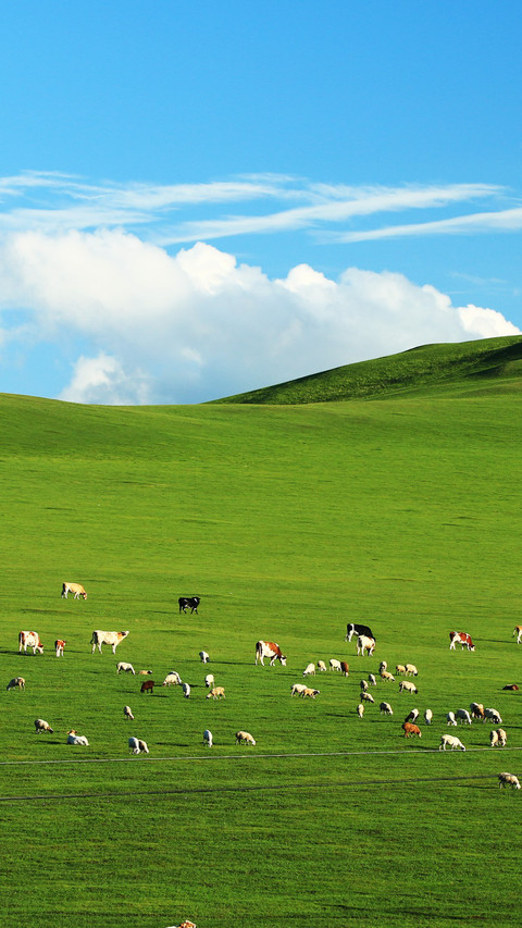 Hulunbuir Grasslands Sheep Wandering screenshot